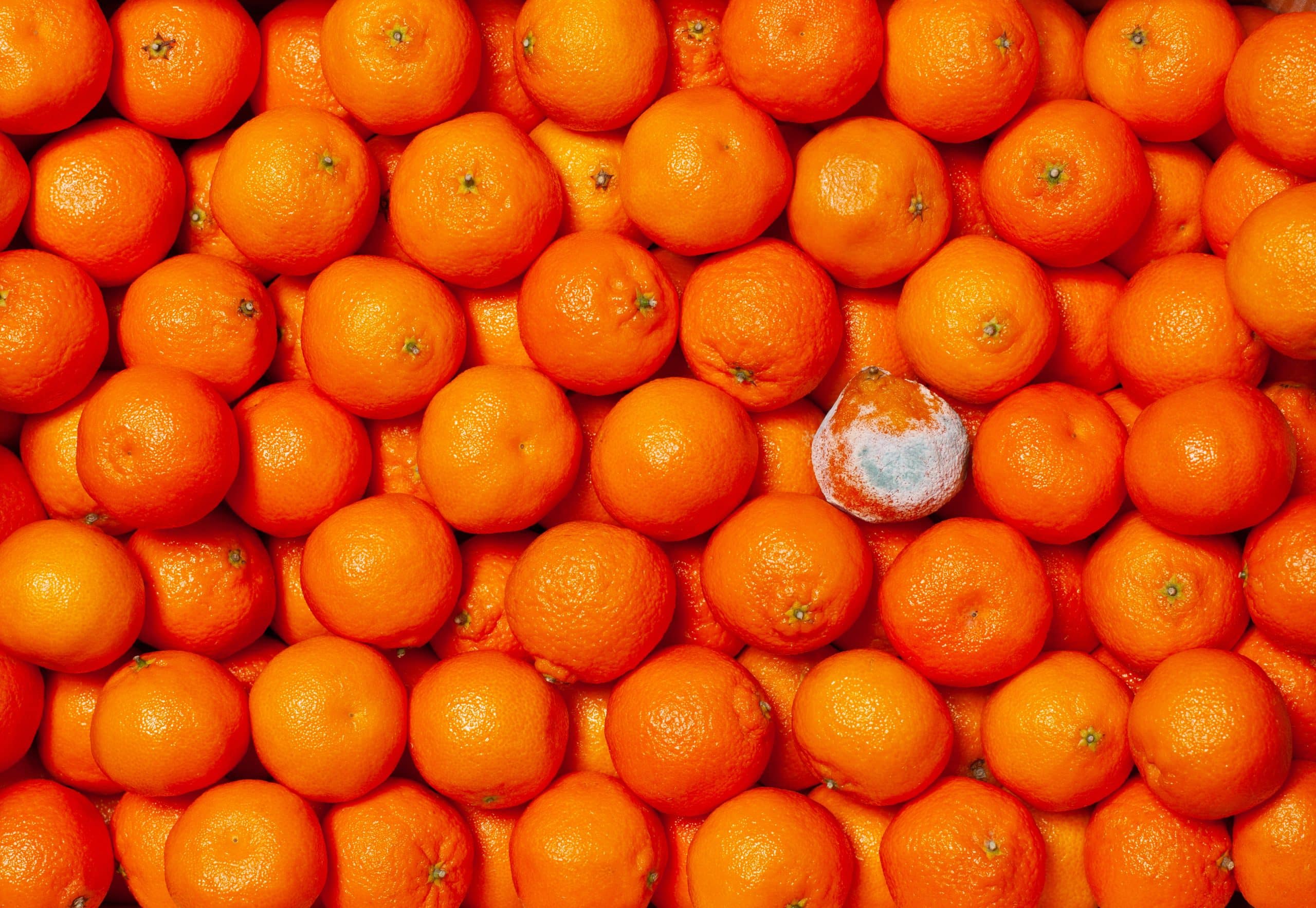 A large group of bright orange mandarins arranged closely together, with one prominently moldy mandarin near the center standing out against the rest.