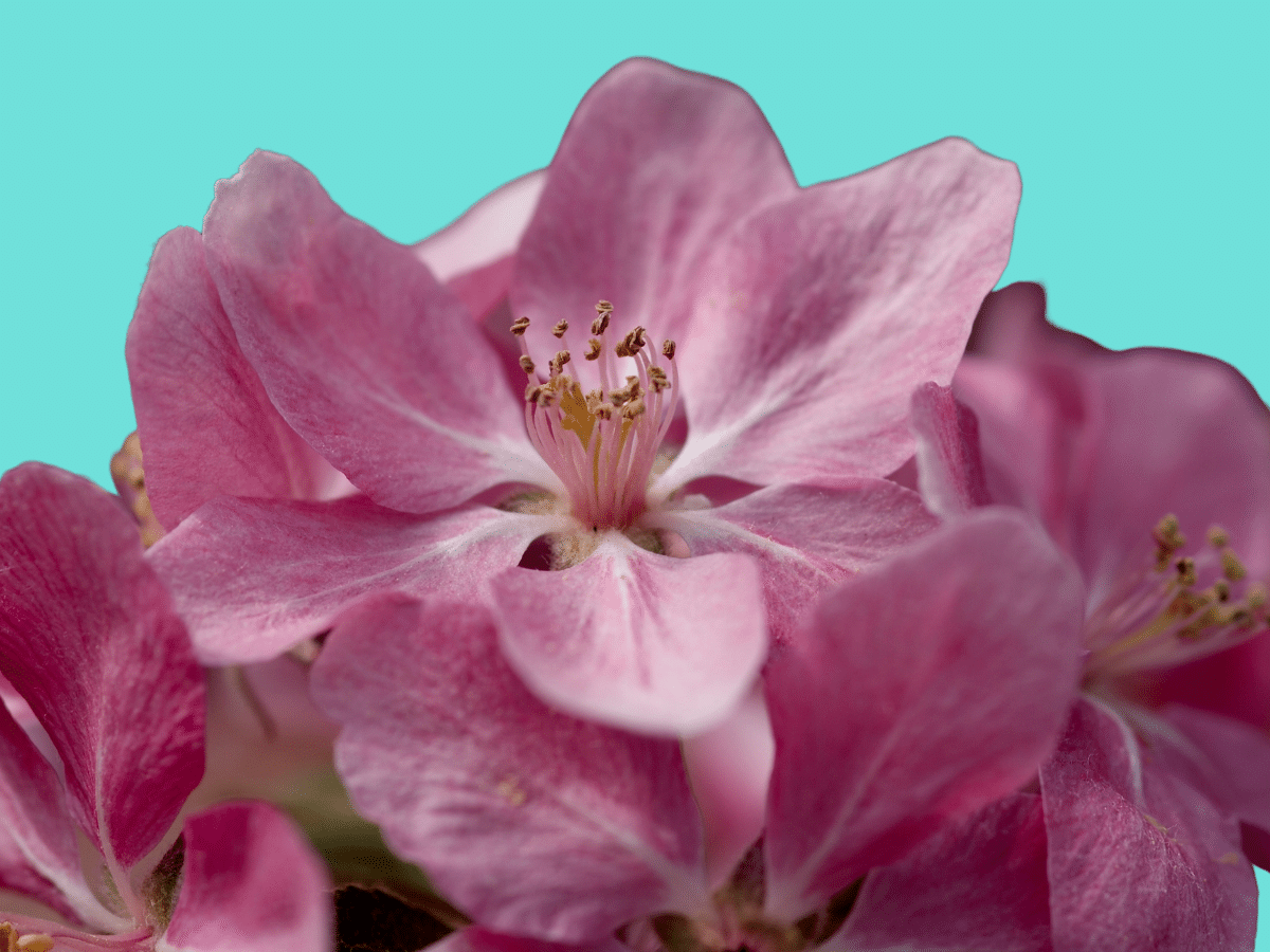 Close-up of vibrant pink flowers in full bloom against a bright turquoise background, showcasing delicate petals and stamens.